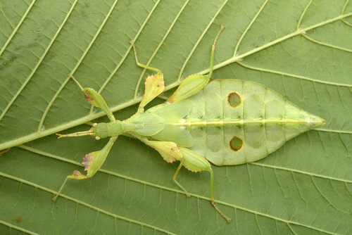 Insecto hoja hembra.