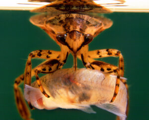 Insectos nadadores, patinadores y buceadores