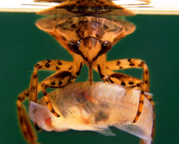 Insectos nadadores, patinadores y buceadores