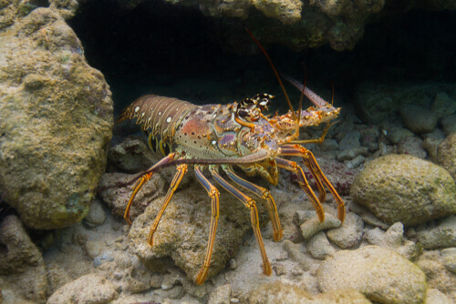Langosta europea saliendo de su guarida.
