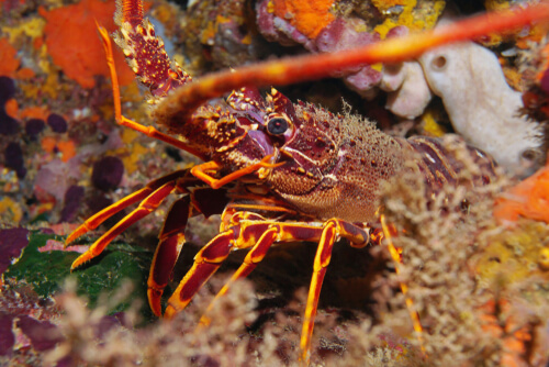 Langosta europea roja.