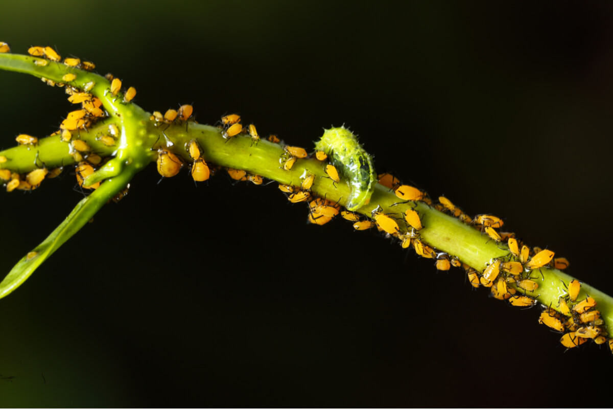A group of aphids.