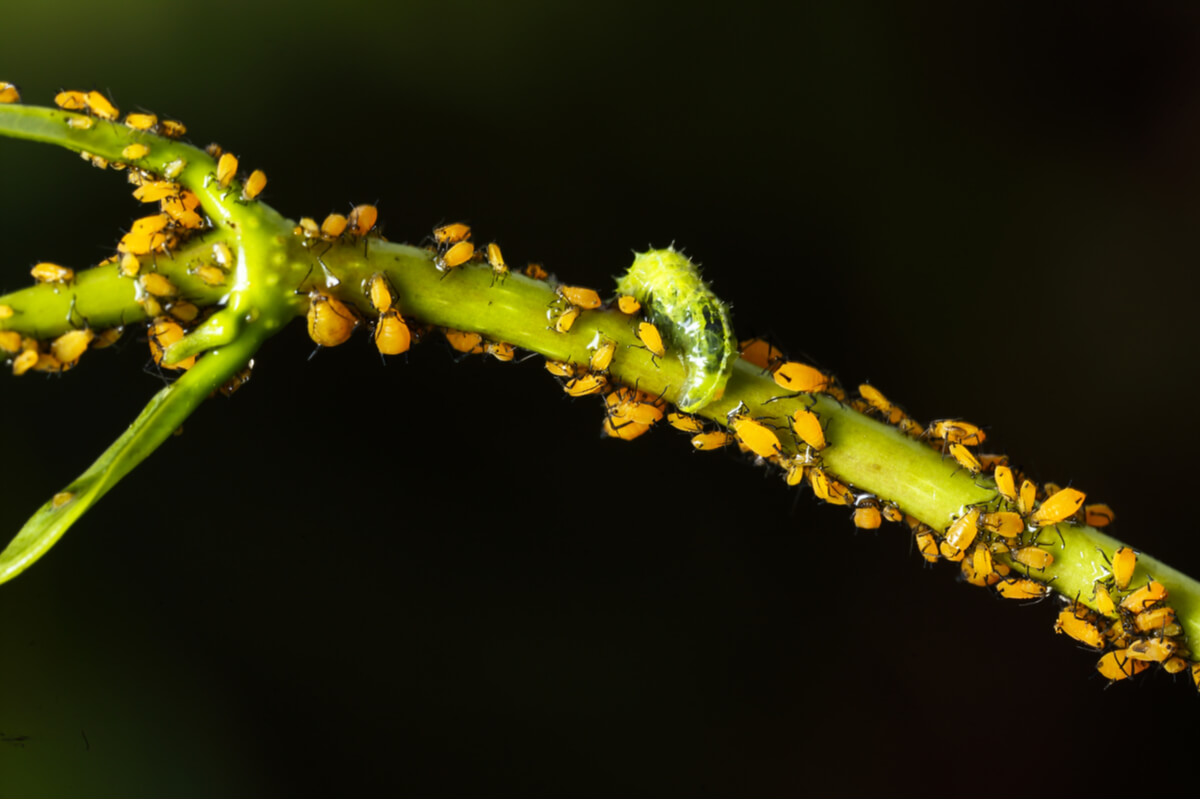 Una larva de sírfido se come unos pulgones.