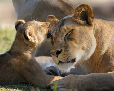 La leona: inteligencia, estrategia e instinto maternal