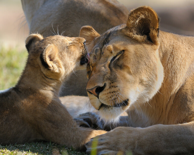 La leona: inteligencia, estrategia e instinto maternal