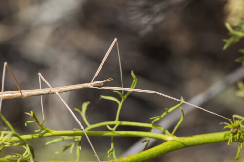 Leptynia hispanica, el insecto palo ibérico.