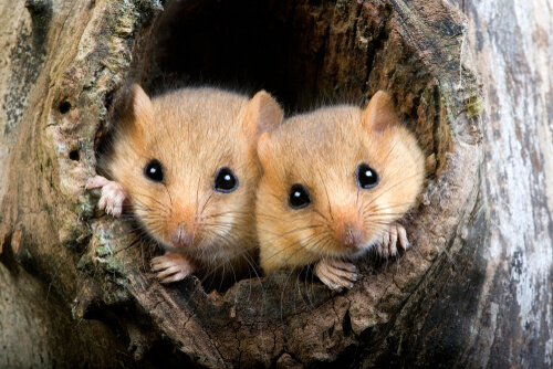 Pareja de lirones comunes saliendo de un árbol.