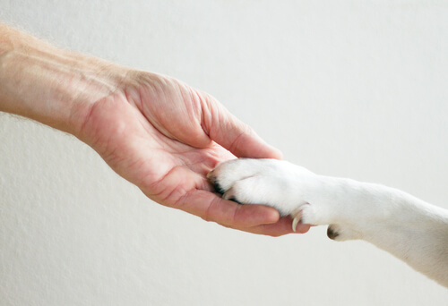 Mano y pata de perro.