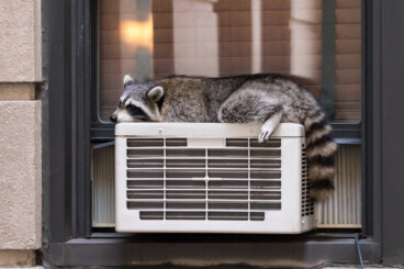 La termorregulación en animales