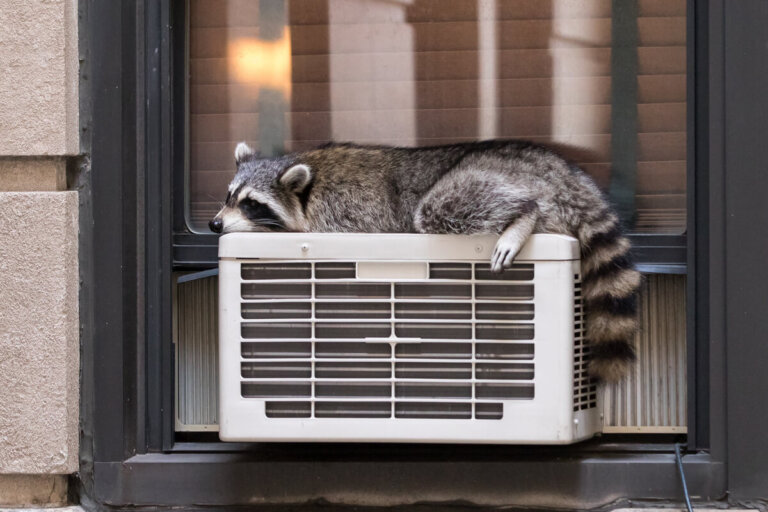La termorregulación en animales