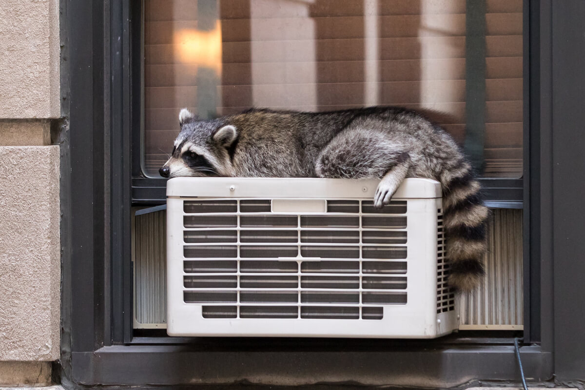 Un raton laveur thermorégulant sur le climatiseur.