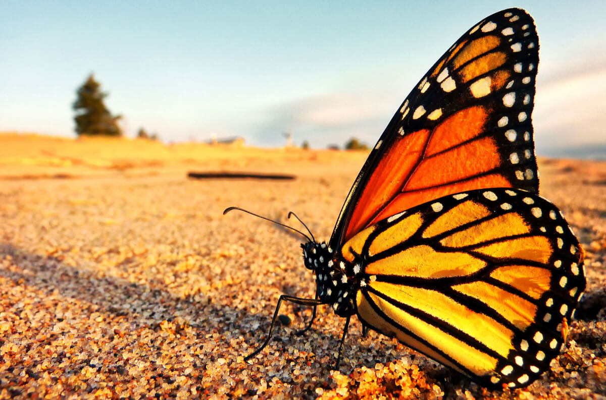 A monarch butterfly.