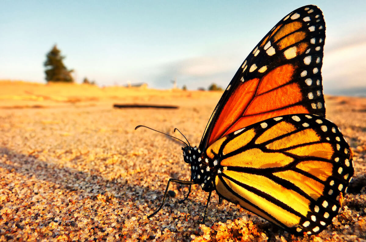 Evitar la extinción de la mariposa monarca es cosa de todos.