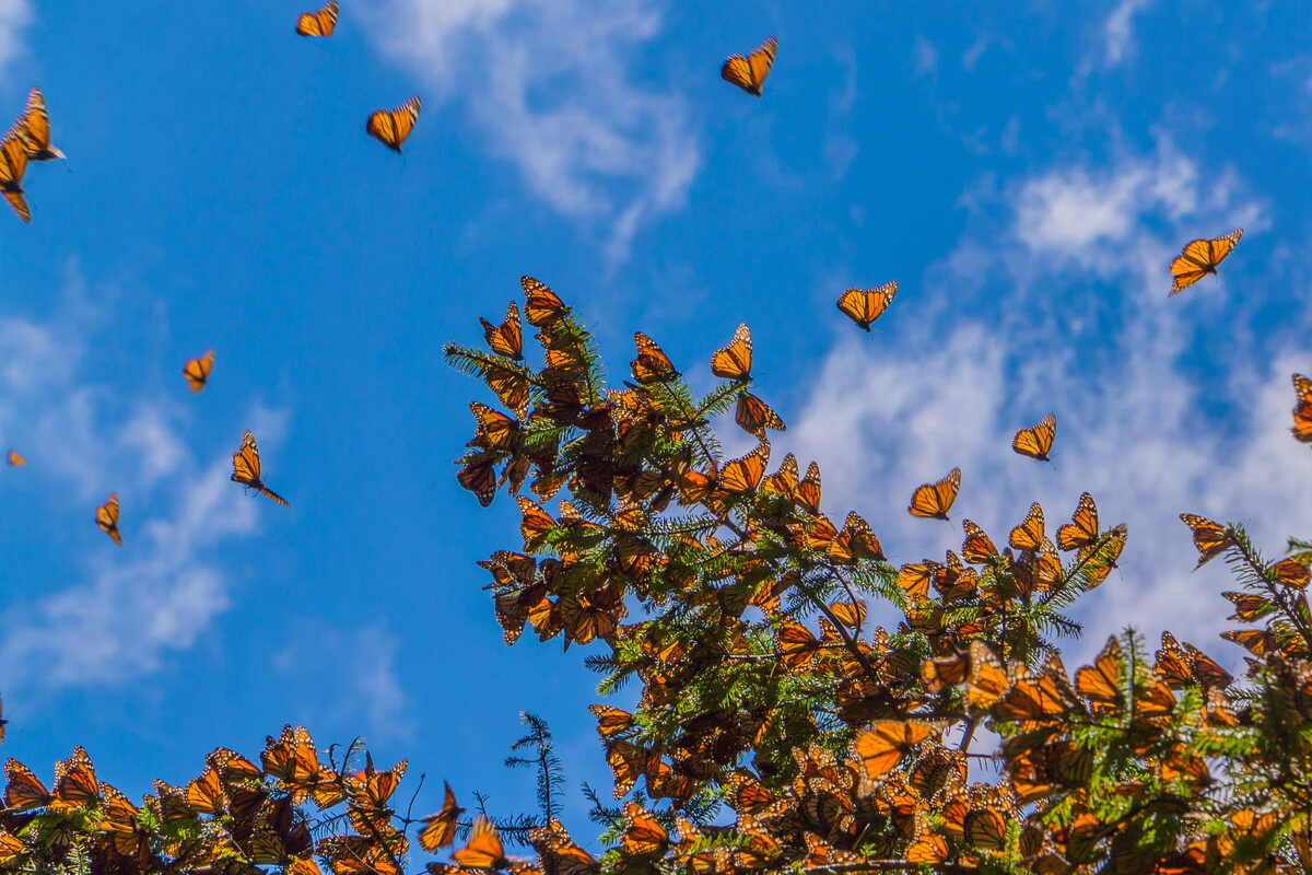 Mariposas monarca en el cielo.