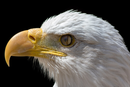 Membrana nictitante observada en un águila.
