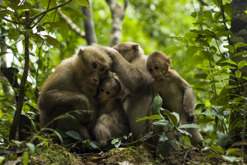 Toma de decisiones en primates: ¿casi humanos?