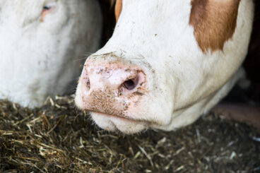 El rumen: un ecosistema microbiano