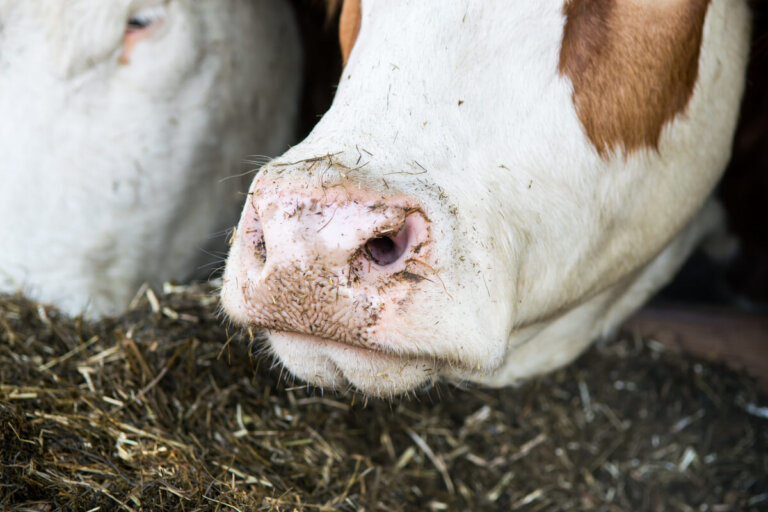 El rumen: un ecosistema microbiano