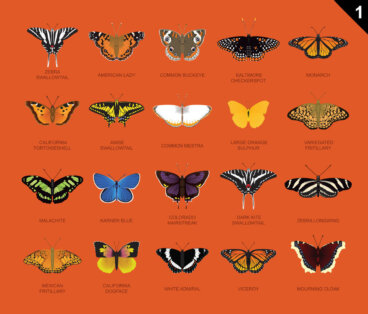 ¿Cómo se asignan los nombres de los animales?