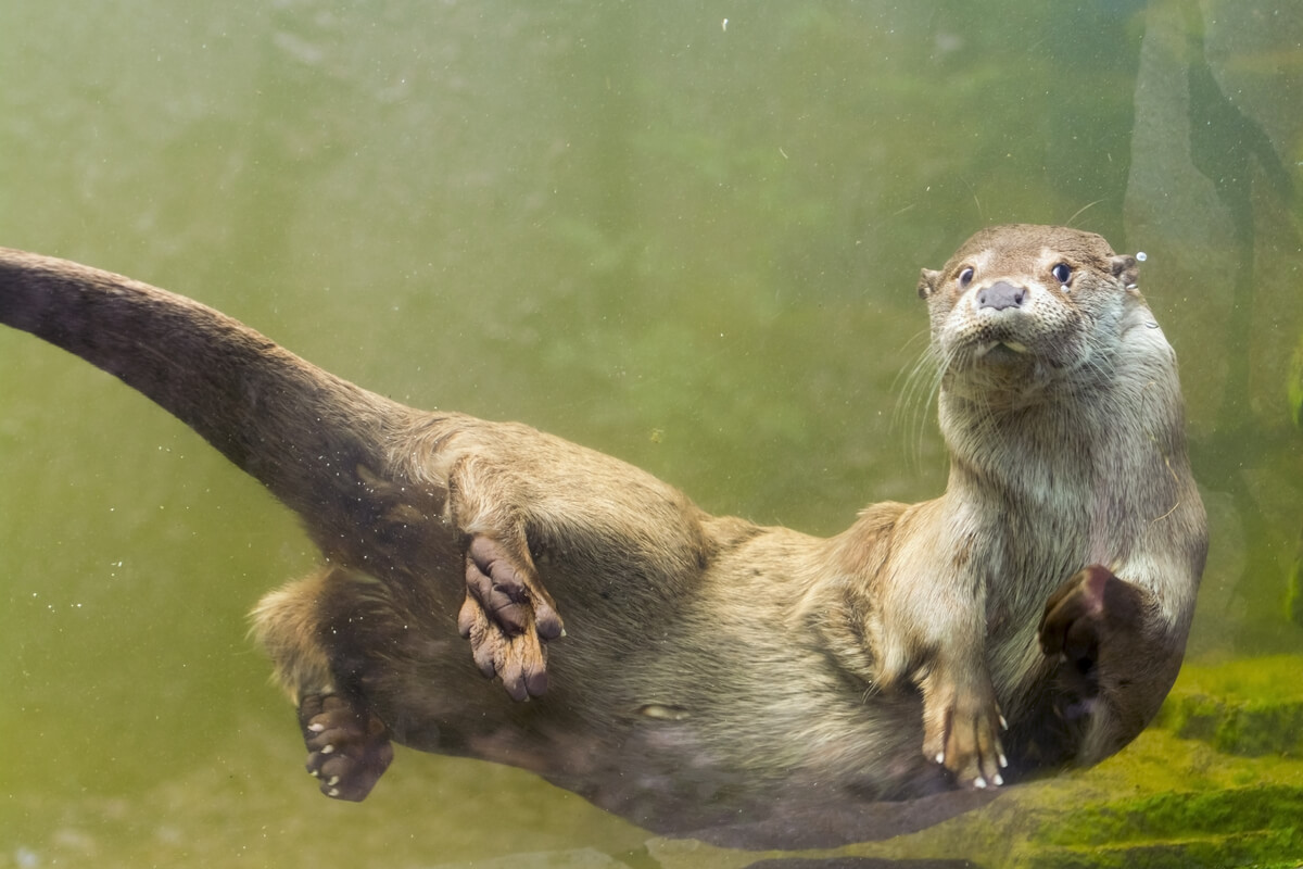 The differences between beavers and otters are very obvious.