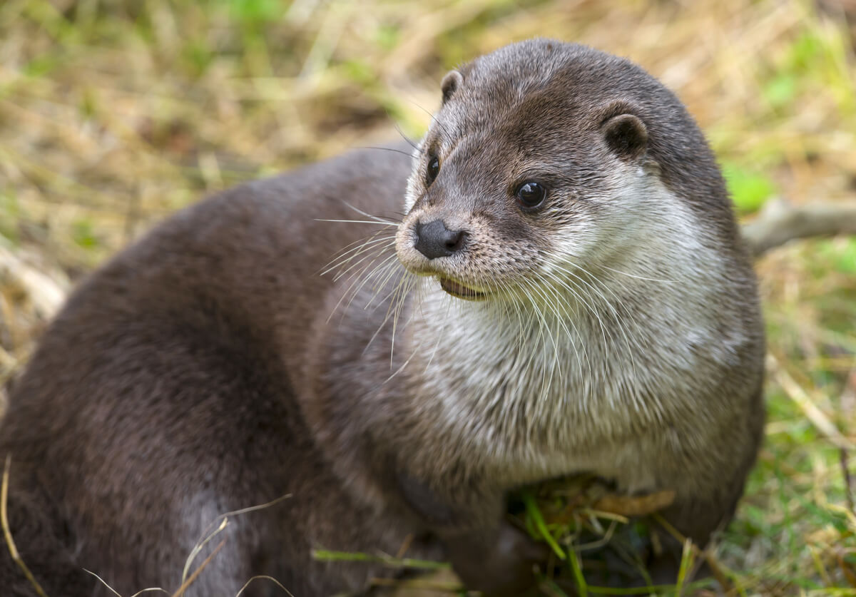 Une loutre regarde la caméra.