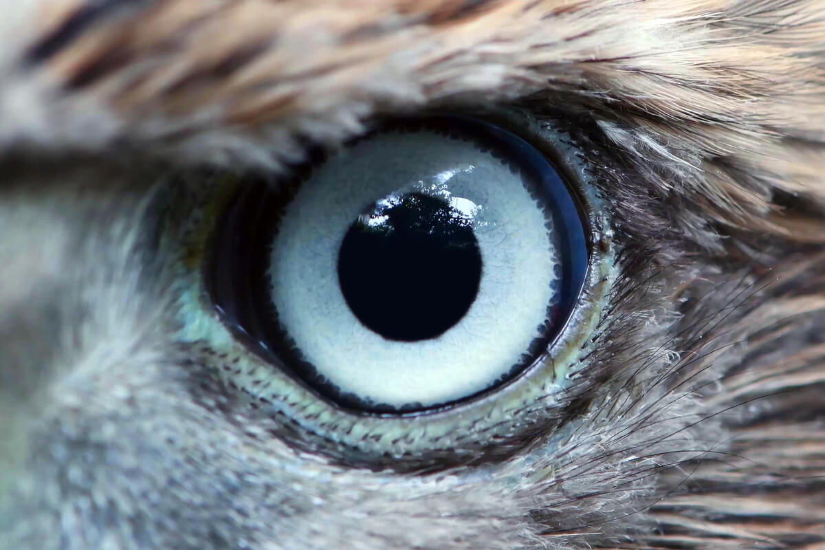 El ojo de un águila.