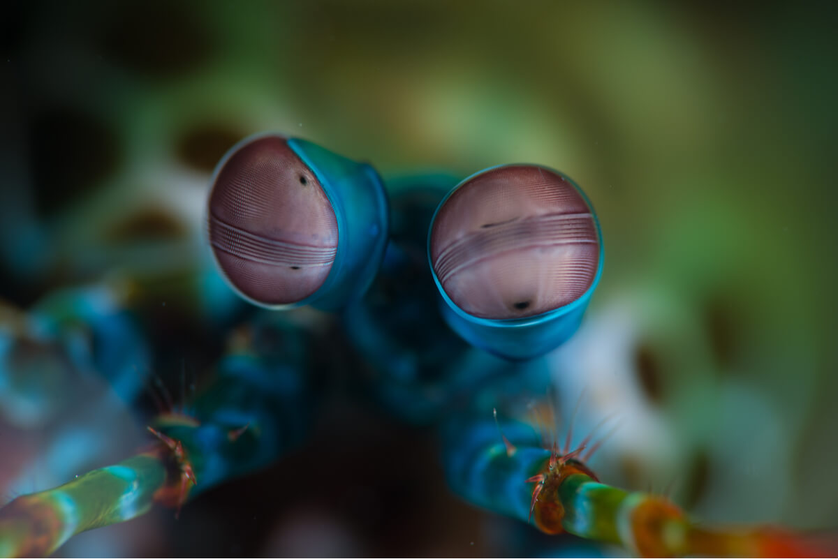 Ojos de un camarón mantis.