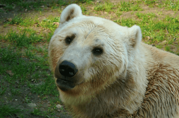 Oso grolar con pelaje blanco.