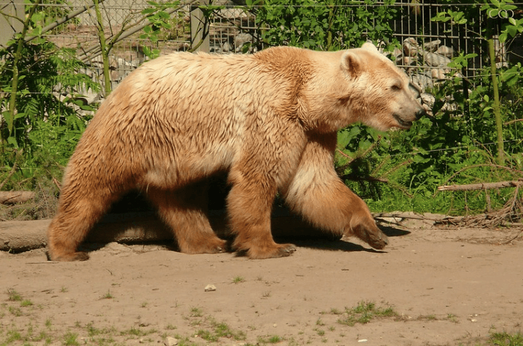 Ejemplar de oso grolar marrón.