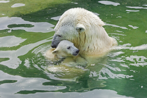 Oso polar con su cachorro en el agua.