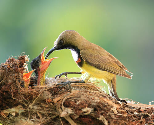 Cuidado parental: pájaro alimentando a sus crías.