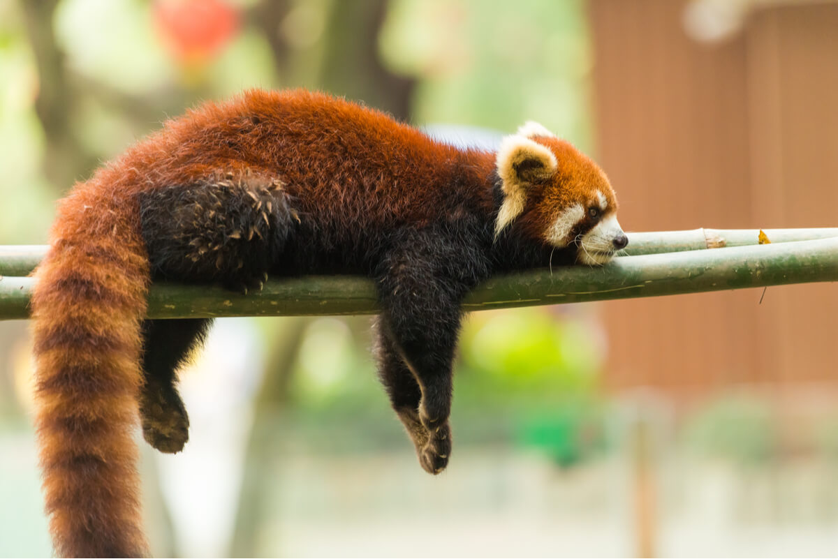 Un panda rojo sobre un árbol.