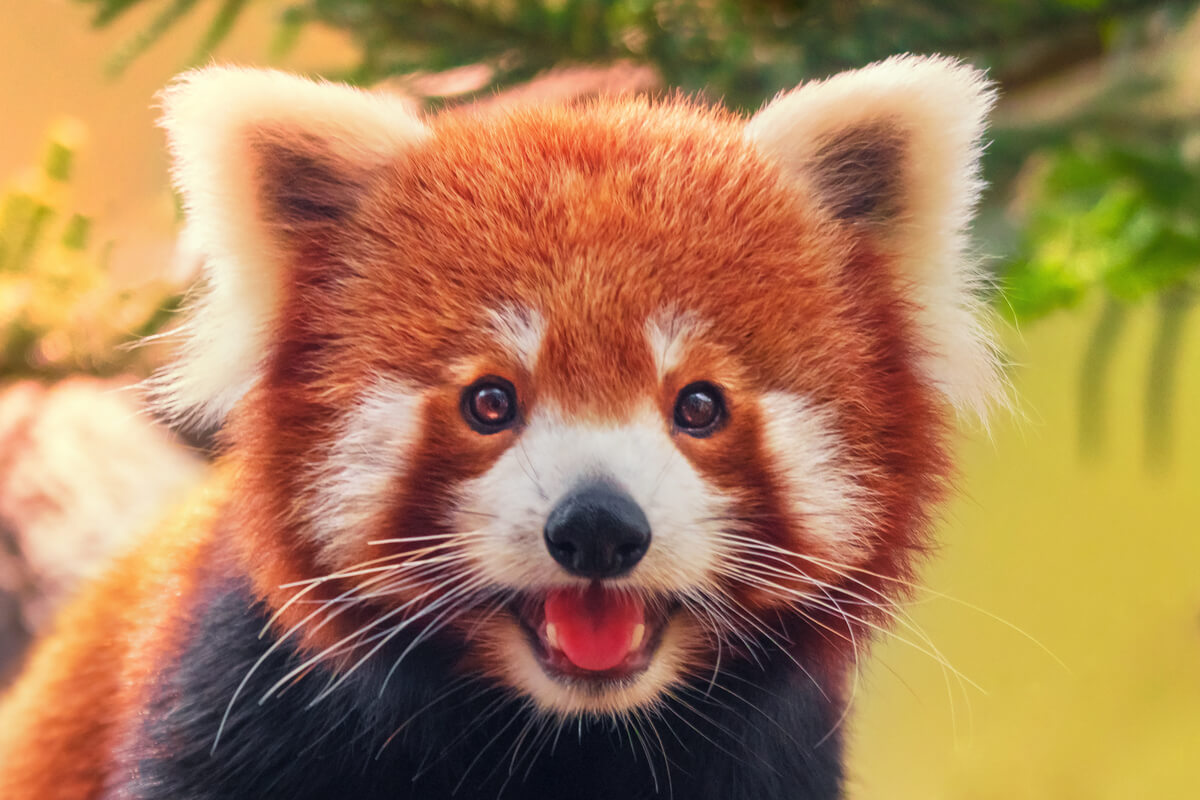 Un panda rojo alegre.