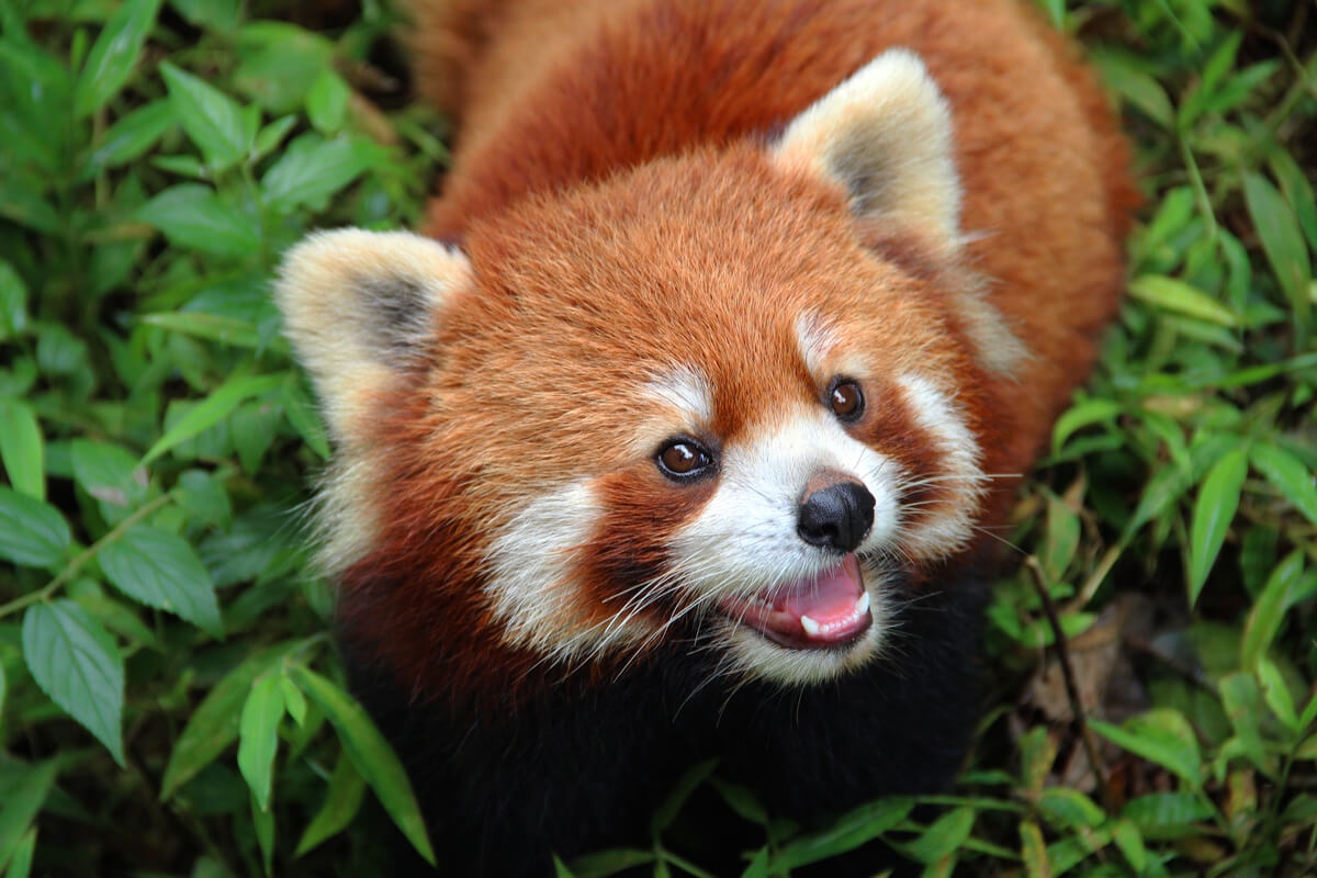 Pandas rojos.