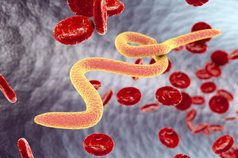Bacterias, parásitos y virus: ¿son animales?