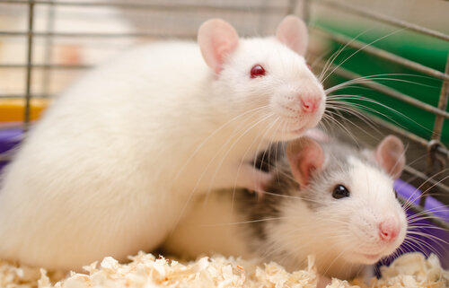 ¿Qué comen las ratas?