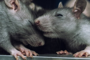 ¿Por qué las ratas evitan lastimar a sus congéneres?