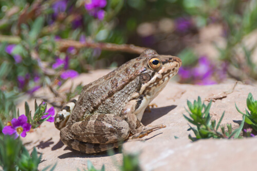 Rana Pelophylax perezi.