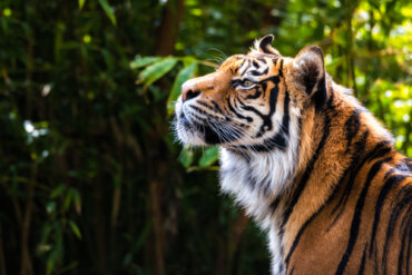 La senda del tigre, el documental sobre el tigre siberiano