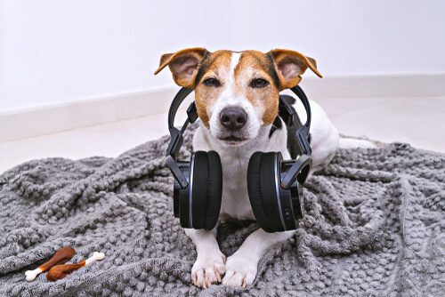 Un perro con auriculares en el interior de una vivienda.
