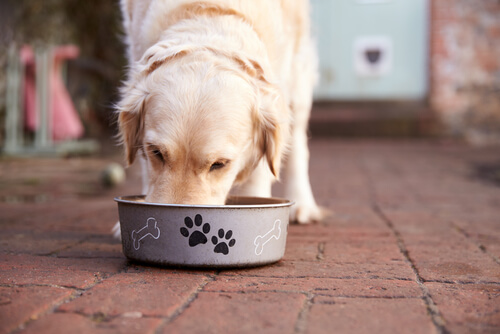 Los perros con estómago sensible deben llevar una dieta equilibrada.