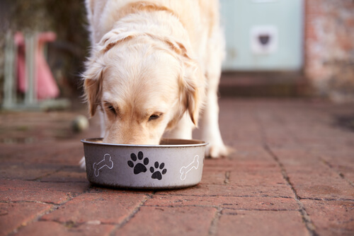Perro con intestino sensible comiendo de su plato.