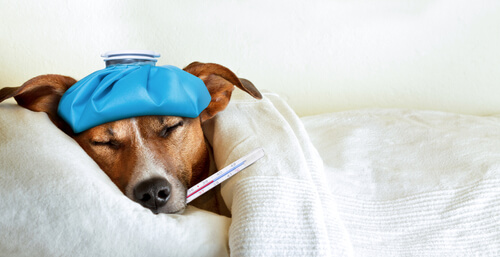 Cómo evitar la propagación de gripe en mascotas