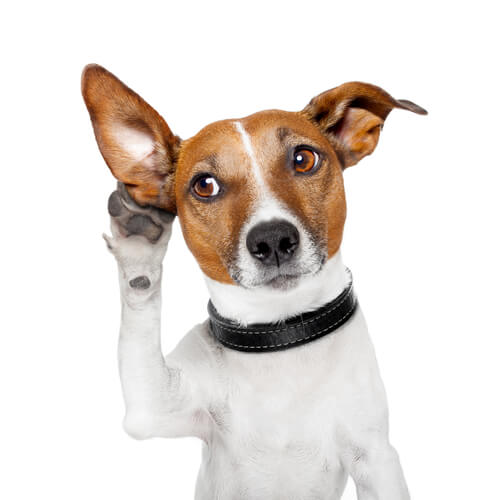 ¿Cómo saber si le pican las orejas a tu perro?