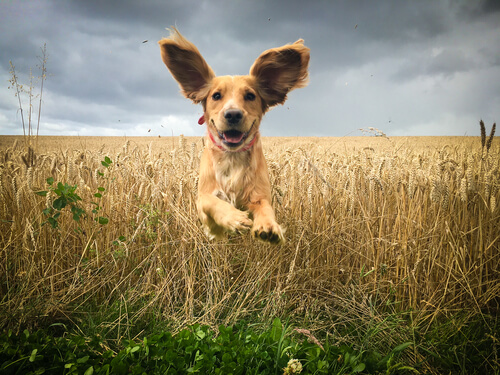 Un perro juega libre en el campo con sus orejas levantadas.