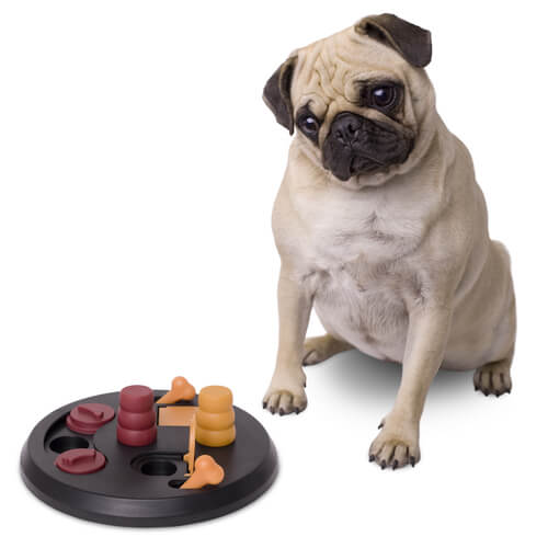 Juegos que ayudan al perro en su estimulación mental