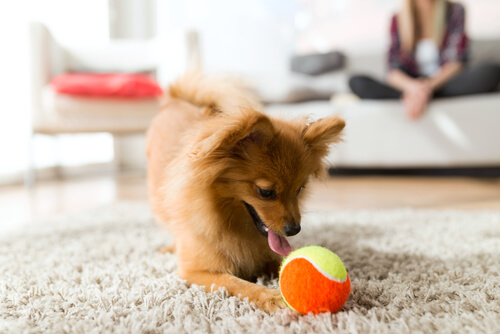 Perro jugando con una pelota.