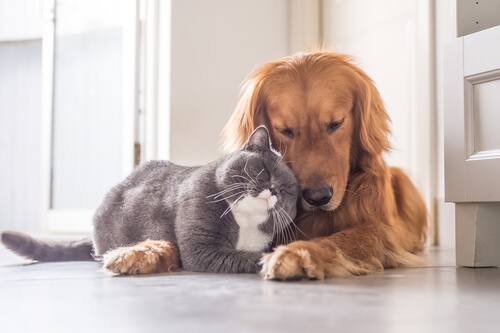 Cardiopatías en mascotas: ¿hay que preocuparse?