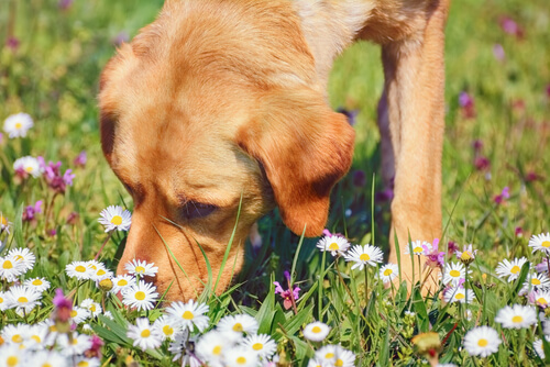 La manzanilla, una planta medicinal para las mascotas