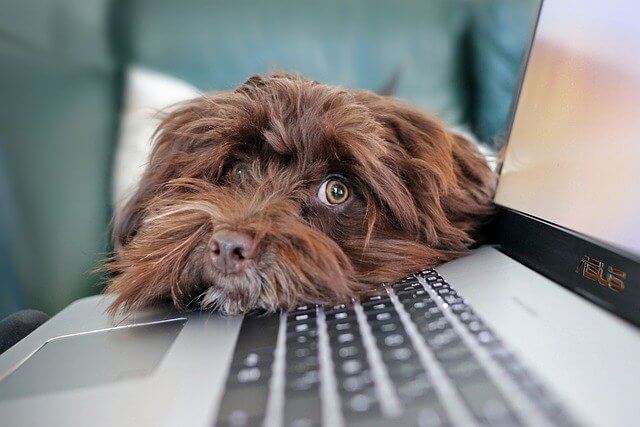 Hond op een laptop